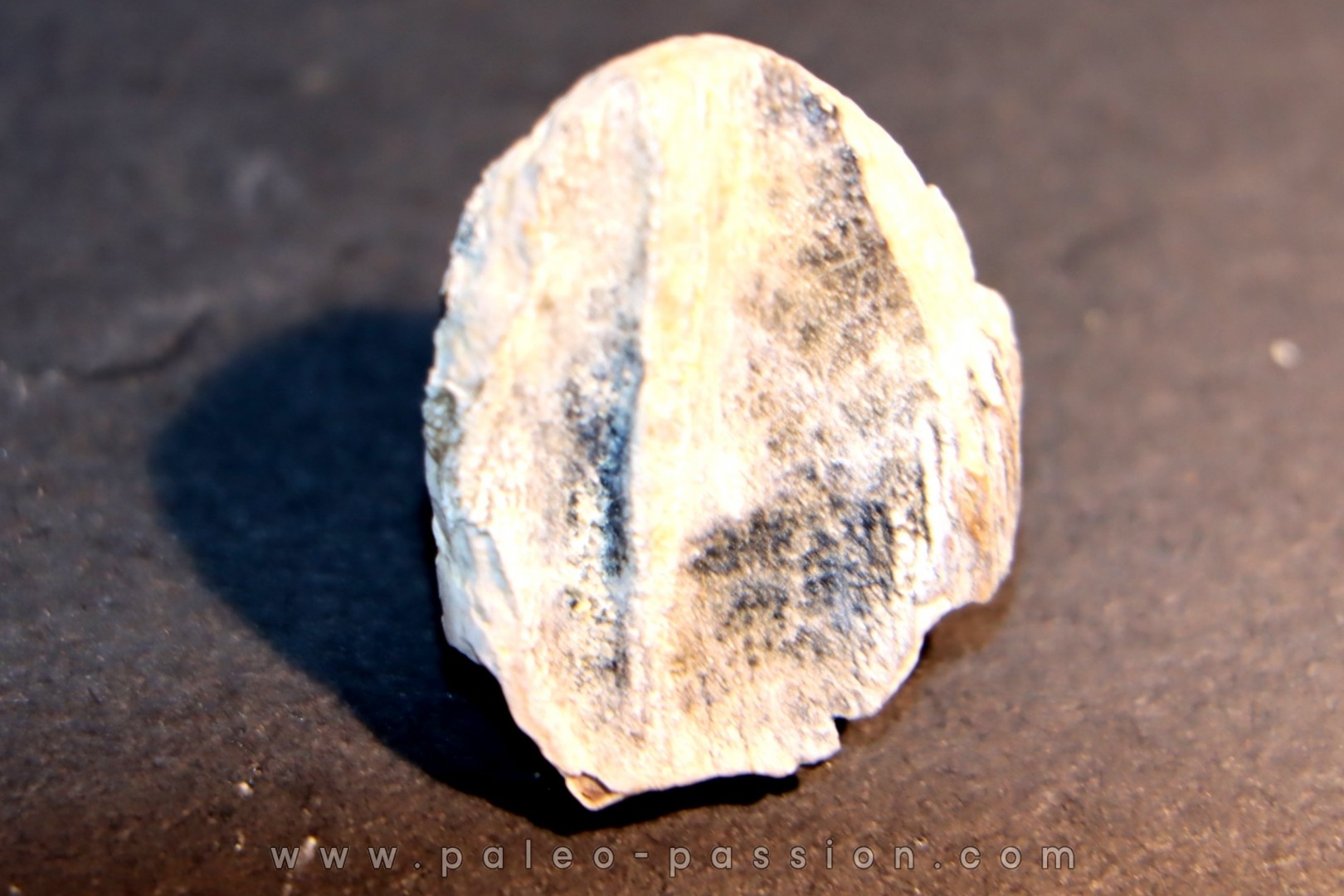 TRICERATOPS HORRIDUS