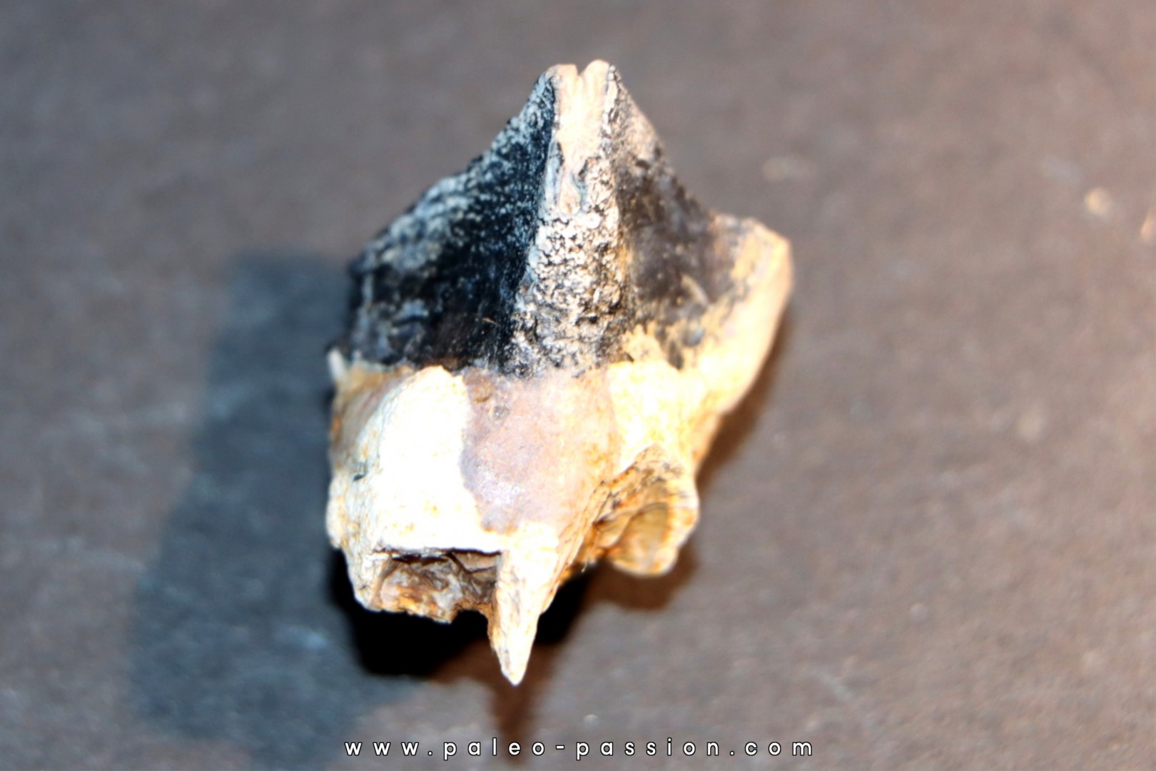 TRICERATOPS HORRIDUS TRICERATOPS HORRIDUS