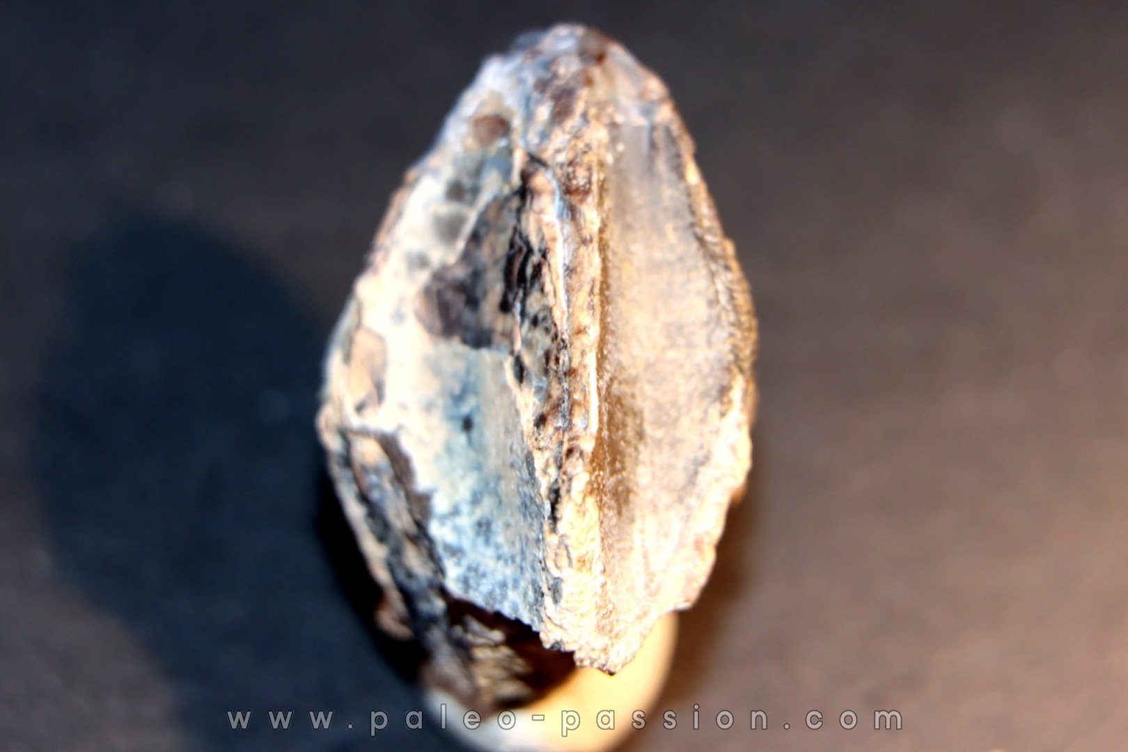 TRICERATOPS HORRIDUS