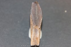 HADROSAUR edmontosaurus anneltens