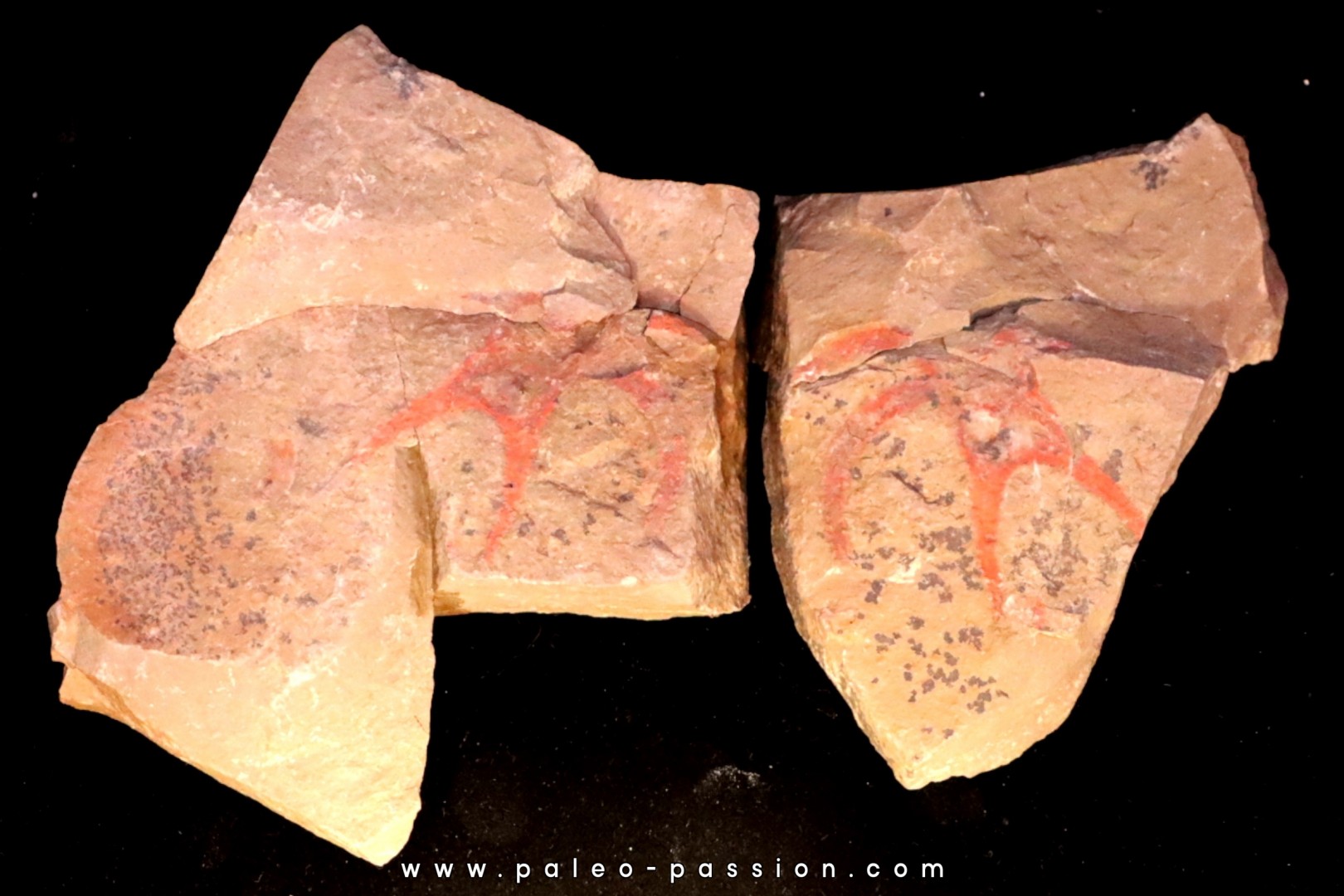 Furca mauretanica Furca mauretanica