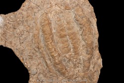 rusophycus (trilobite print)  - ordovician - Erfoud area- Morocco