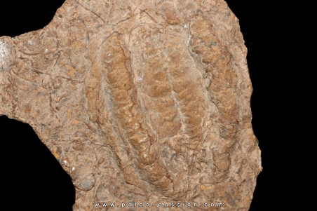 rusophycus ( empreinte de trilobite) // ordovicien // région d'Erfoud - Maroc