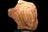 rusophycus ( empreinte de trilobite) // ordovicien // région d'Erfoud - Maroc