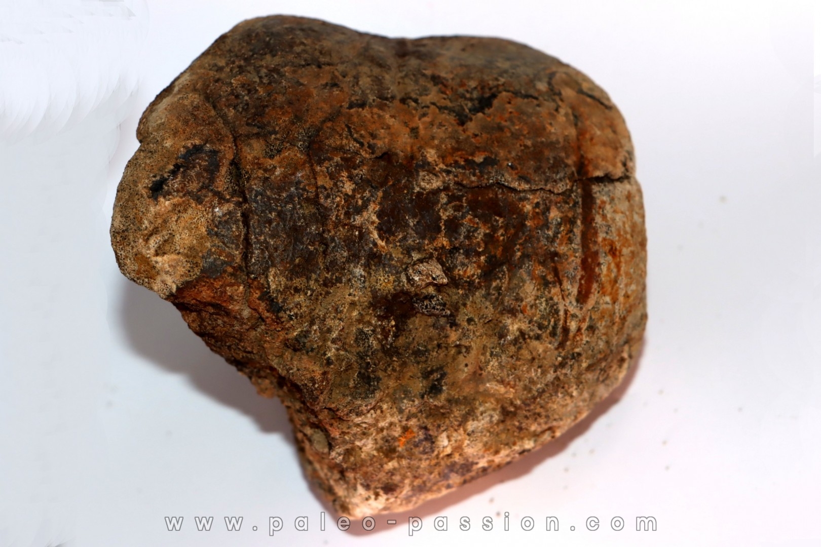 extrémité distale de metatarsal: Tyrannosaure rex // Hell Creek  Formation - crétacé supérieur - Montana