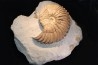 Hoplites dentatus