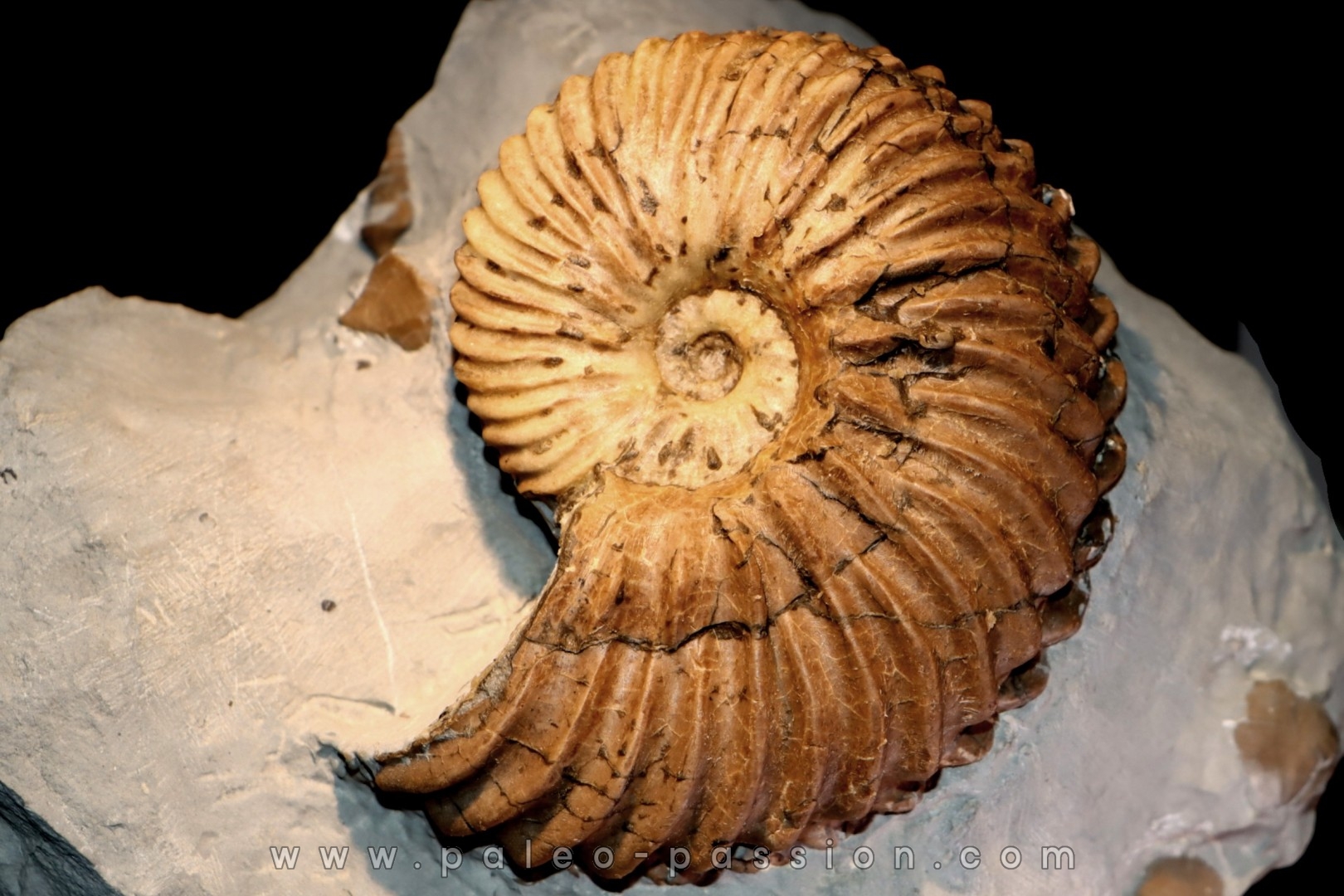 Hoplites dentatus