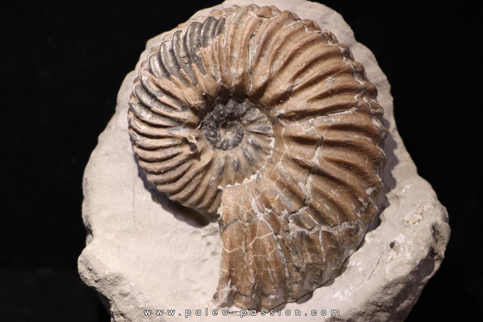 Hoplites dentatus Hoplites dentatus