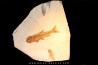 Tarsichthys macrurus - upper oligocene  Aix en Provence Tarsichthys macrurus - upper oligocene  Aix en Provence