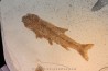 Tarsichthys macrurus - upper oligocene  Aix en Provence Tarsichthys macrurus - upper oligocene  Aix en Provence