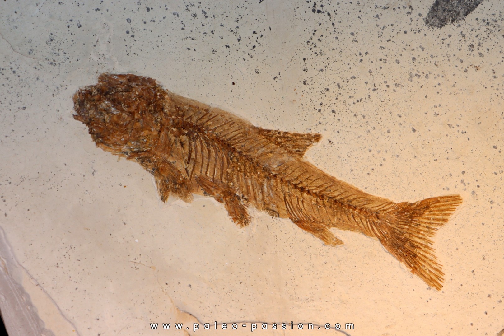 Tarsichthys macrurus - upper oligocene  Aix en Provence Tarsichthys macrurus - upper oligocene  Aix en Provence