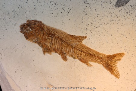 Tarsichthys macrurus - upper oligocene  Aix en Provence