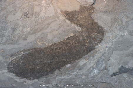 Acanthodien sp. - carboniferous - Barrat mine, Montceaux les Mines - France