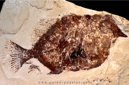 Trewavasia carinata - Cenomanian - Haquel - Byblos - LIBANON