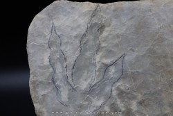 dinosaur foot print : Grallator variabilis