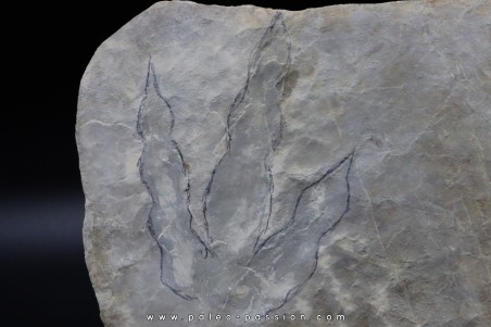 dinosaur foot print : Grallator variabilis