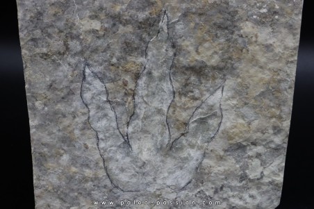 dinosaur foot print : Grallator variabilis