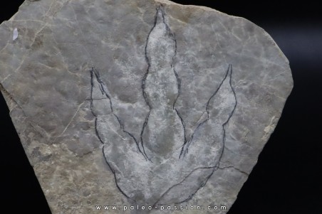 dinosaur foot print : Grallator variabilis