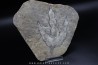 dinosaur foot print : Grallator variabilis