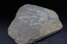 dinosaur foot print : Grallator variabilis