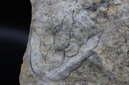 dinosaur foot print : Grallator variabilis (3)
