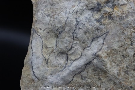 empreinte de dinosaure Grallator variabilis (3)