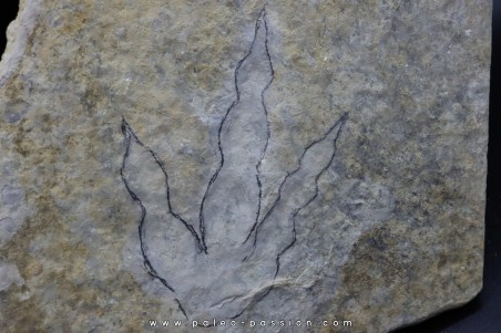 dinosaur foot print : Grallator variabilis (4)