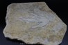 dinosaur foot print : Grallator variabilis (4) dinosaur foot print : Grallator variabilis (4)