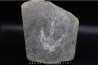 dinosaur foot print : Grallator variabilis
