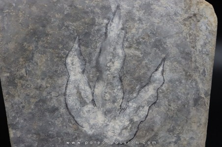 dinosaur foot print : Grallator variabilis