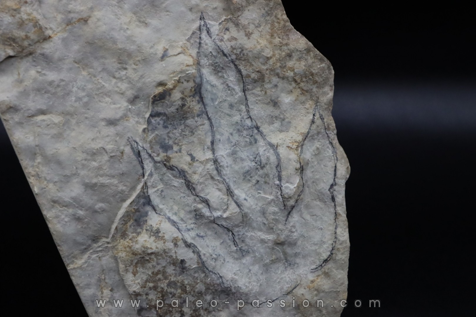 dinosaur foot print : Grallator variabilis