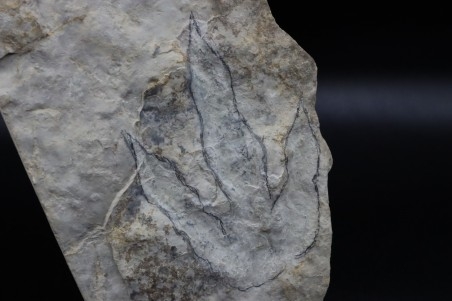 dinosaur foot print : Grallator variabilis