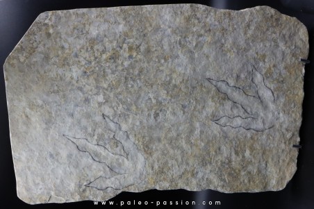 dinosaur foot print : Grallator variabilis