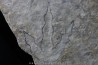 dinosaur foot print : Grallator variabilis