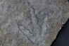 dinosaur foot print : Grallator variabilis