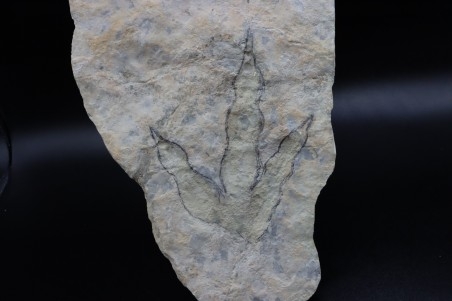 dinosaur foot print : Grallator variabilis