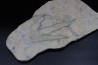 dinosaur foot print : Grallator variabilis