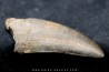 dent de : Tyrannosaure rex