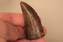 dent de : Tyrannosaure rex