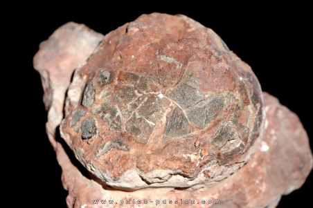 dinosaure egg SEGNOSAURE // upper cretaceous