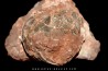 dinosaure egg SEGNOSAURE // upper cretaceous