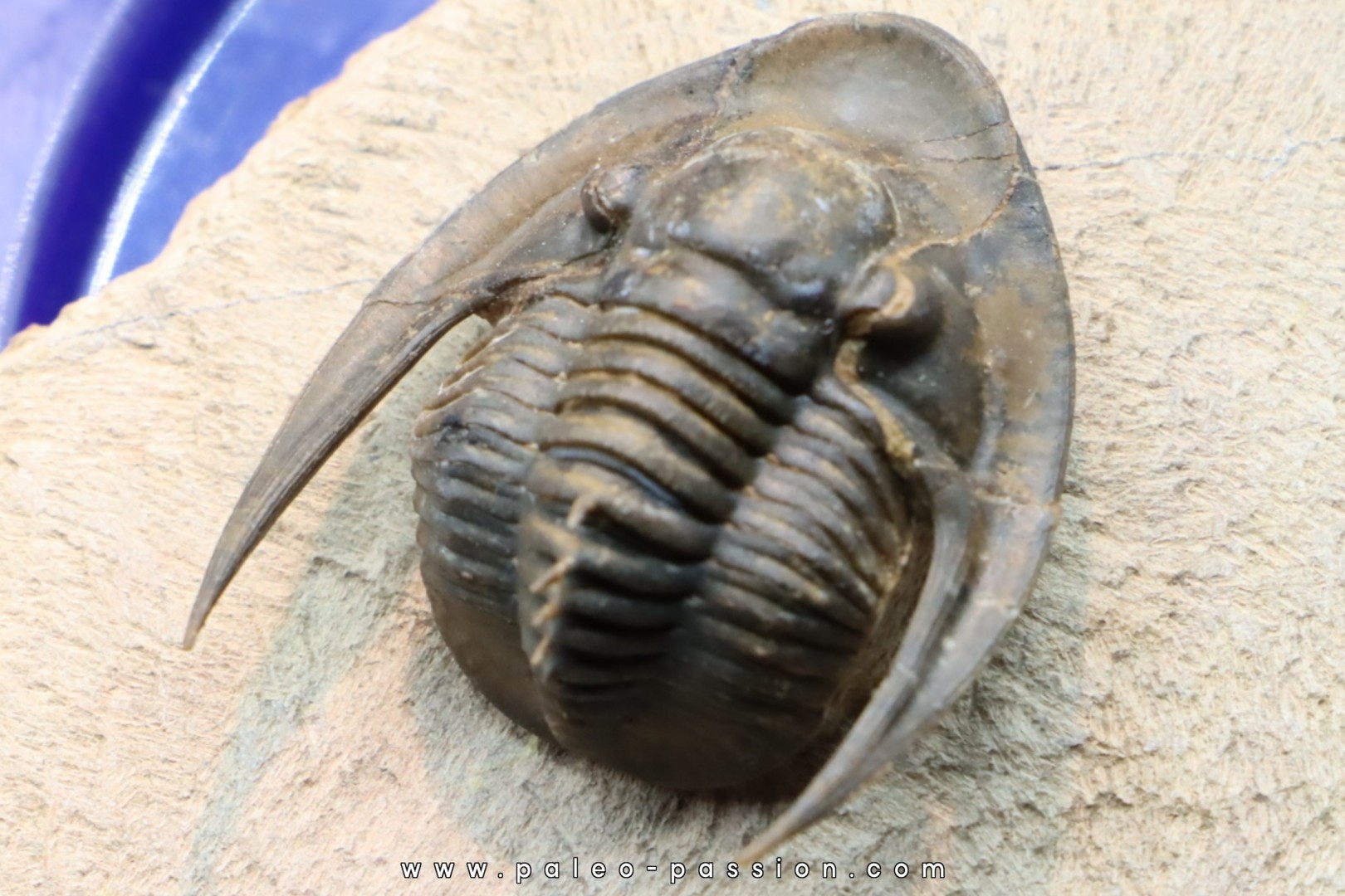 Lepidoproetus lahceni Lepidoproetus lahceni