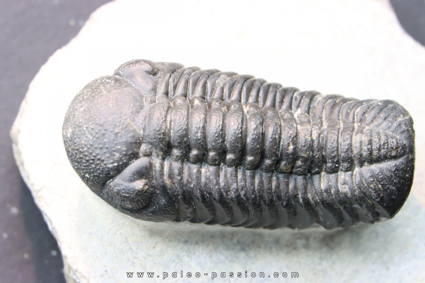 Boeckops Steicki - emsian - jbel Oufatene - Morocco Boeckops Steicki - emsian - jbel Oufatene - Morocco