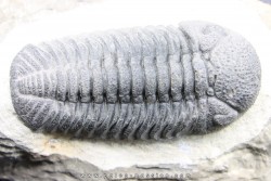 BARRANDEOPS ovatus - Emsian - Jbel Oufaten, MOROCCO