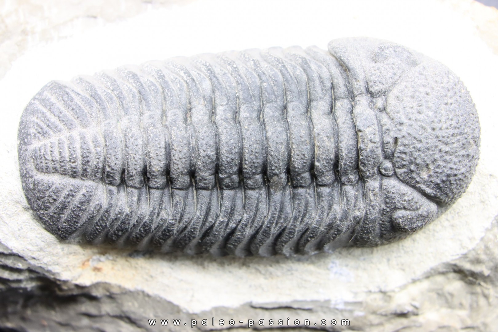 BARRANDEOPS ovatus -Emsien - Jbel Oufaten, MAROC BARRANDEOPS ovatus -Emsien - Jbel Oufaten, MAROC