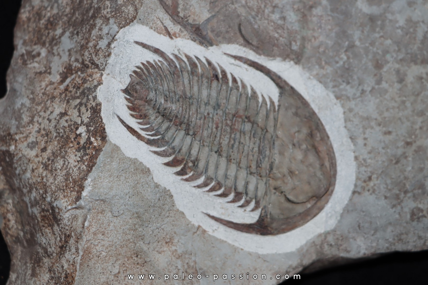 Neltneria jacqueti Neltneria jacqueti