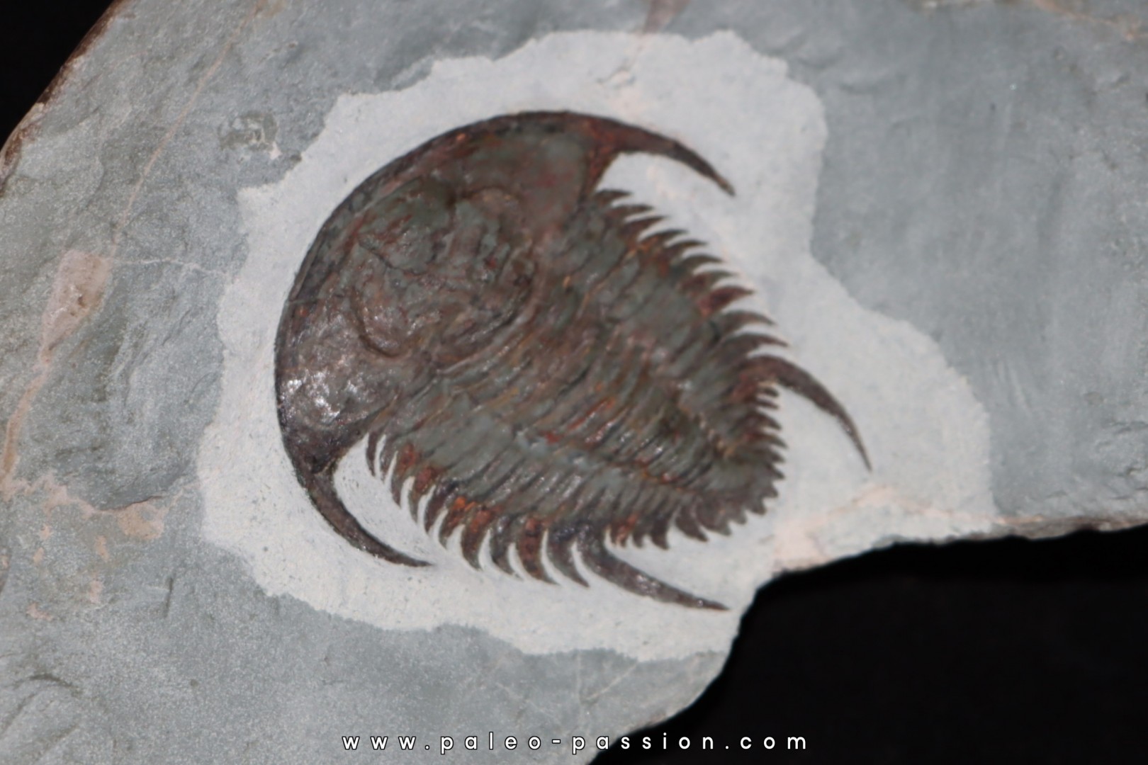 Neltneria jacqueti Neltneria jacqueti