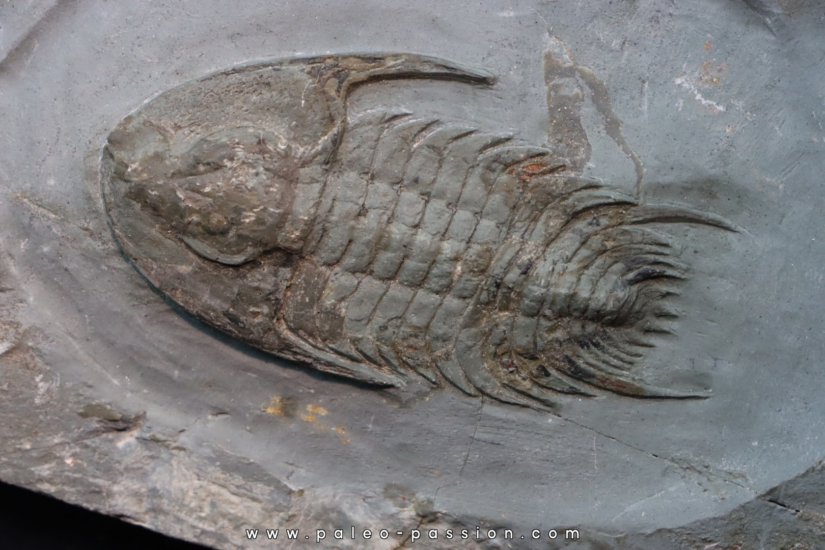 Neltneria jacqueti Neltneria jacqueti