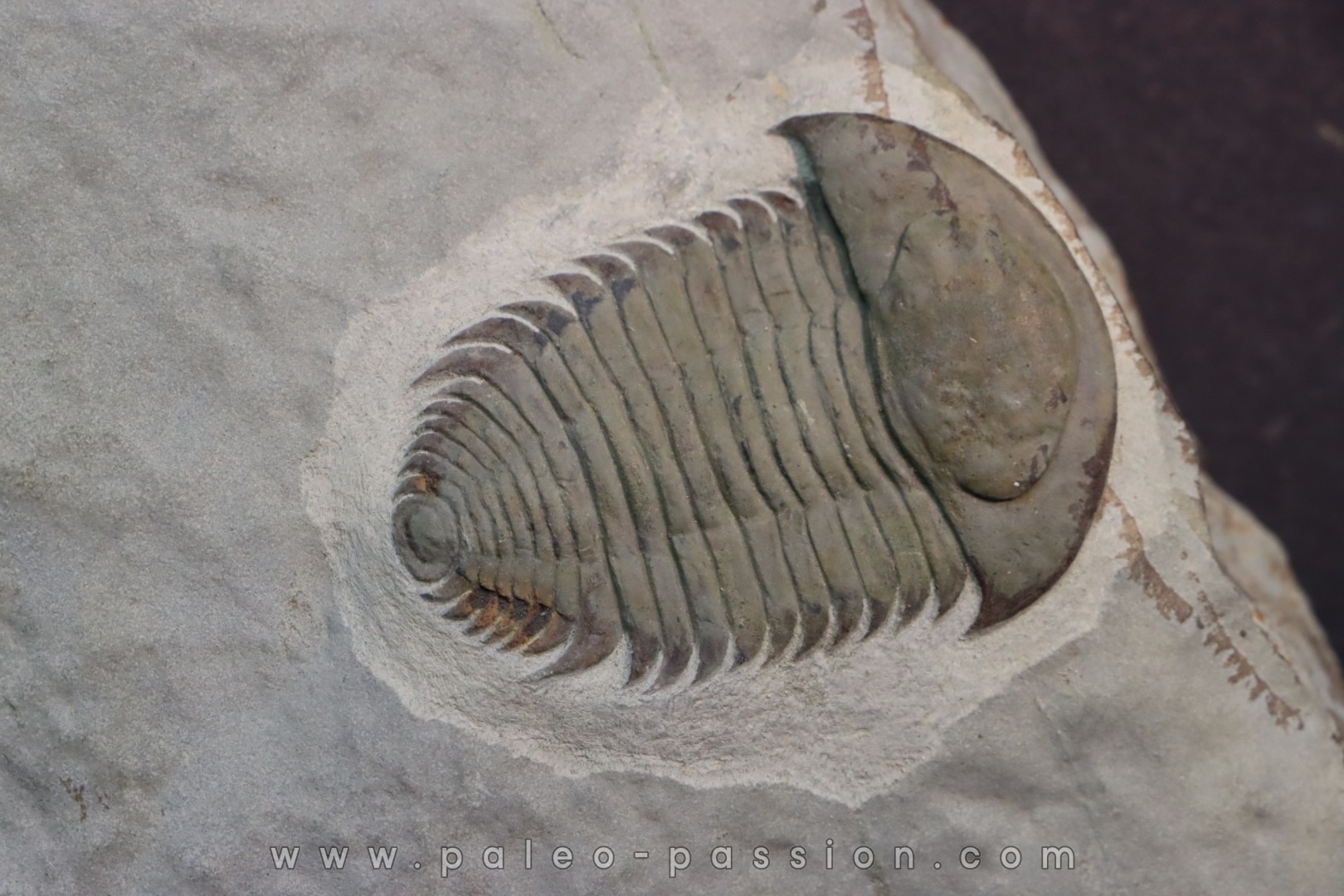 bondonella sdzuyi bondonella sdzuyi