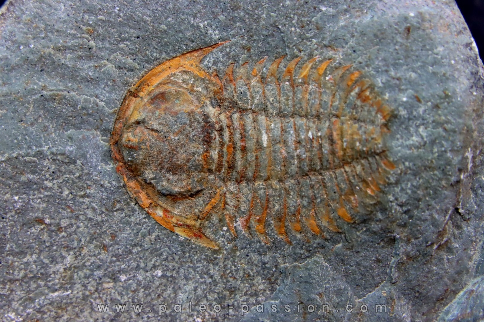 bondonella termieri bondonella termieri